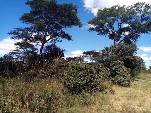 Open land at the 55-acre Chisamba farm